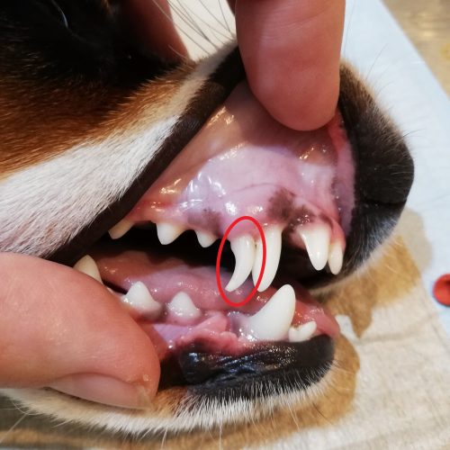 Persistierende Canini bleibende Milcheckzähne Tierarztpraxis Birgit