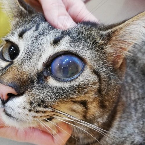 Glaukom bei Hund und Katze Tierarztpraxis Birgit Dumhart