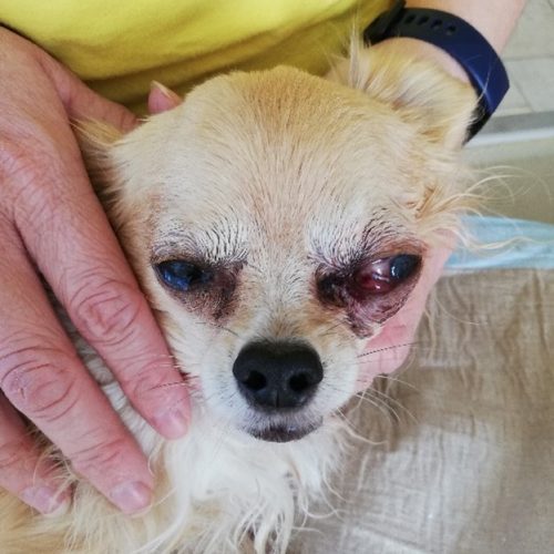 Glaukom bei Hund und Katze Tierarztpraxis Birgit Dumhart